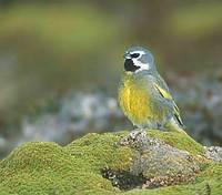 Canary-winged (Black-throated) Finch (Melanodora melanodora) photo