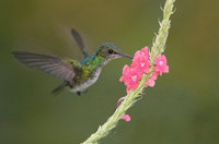 Blue-chinned Sapphire (Chlorestes notatus) photo