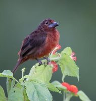 Silver-beaked Tanager (Ramphocelus carbo) photo