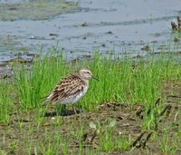 White-rumped Sandpiper - Calidris fuscicollis