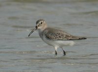 Dunlin - Calidris alpina