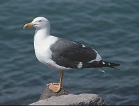 Yellow-footed Gull - Larus livens