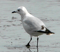 Relict Gull - Larus relictus