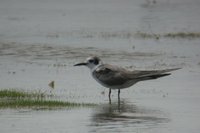 Black Tern - Chlidonias niger