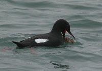 Pigeon Guillemot - Cepphus columba