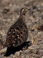 Black-faced Sandgrouse - Pterocles decoratus