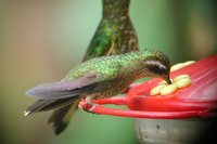 Speckled Hummingbird - Adelomyia melanogenys