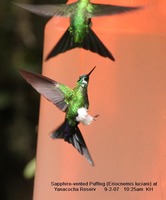 Sapphire-vented Puffleg - Eriocnemis luciani