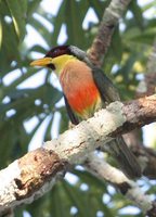 Lemon-throated Barbet - Eubucco richardsoni