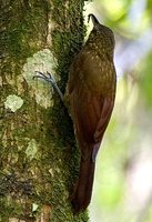 Spotted Woodcreeper - Xiphorhynchus erythropygius