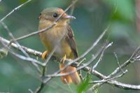 Amazonian Royal-Flycatcher - Onychorhynchus coronatus