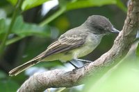 Dusky-capped Flycatcher - Myiarchus tuberculifer