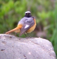 Hodgson's Redstart - Phoenicurus hodgsoni