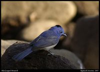 Black-naped Monarch - Hypothymis azurea