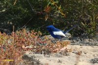 White-winged Fairywren - Malurus leucopterus