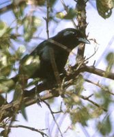 Slate-colored Boubou - Laniarius funebris