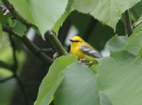 Blue-winged Warbler - Vermivora pinus