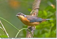 Fawn-breasted Tanager - Pipraeidea melanonota