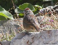 Rufous-crowned Sparrow - Aimophila ruficeps