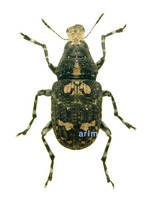 회떡소바구미 - Sphinctotropis laxus