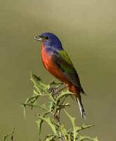 A male Painted Bunting