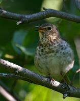 Swainsons Thrush