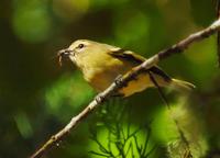 Yellow-winged Vireo  