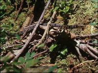One of three different snakes from forests in the Nature Reserve.