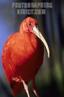 Scarlet Ibis stock photo