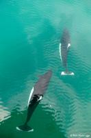 Dall's Porpoise Photos