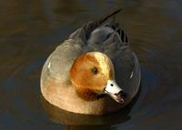 A wigeon with its beak open.