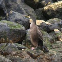 Shag (Phalacrocorax aristotelis)