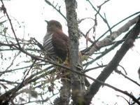 Lesser Cuckoo Cuculus poliocephalus, Wuyipeng, Sichuan Province, China - May 26, 2006 © Mark Har...