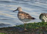 Great Knot Calidris tenuirostris 붉은어깨도요