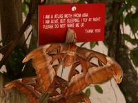 Atlas Moth