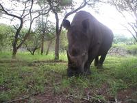 Wild animals, such as this rhino, are quick to pick up on something in their new environment...