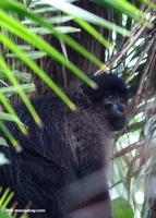 Grey-cheeked Mangabey (Lophocebus albigena)