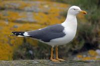 Larus fuscus graellsii