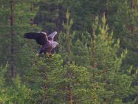 White-tailed Eagle (Haliaeetus albicilla)