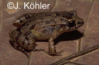 : Adenomera andreae