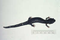 : Aneides flavipunctatus; Black Salamander