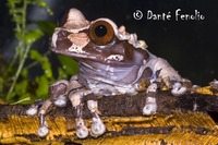 : Anotheca spinosa; Coronated Treefrog