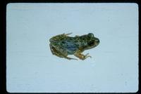 : Atelognathus praebasalticus