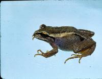 : Batrachyla taeniata; Banded Wood Frog