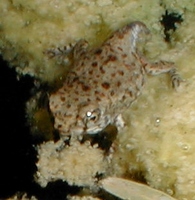 : Bufo alvarius; Sonoran Desert Toad