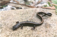 : Chioglossa lusitanica; Gold-striped Salamander