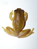 : Dendropsophus minutus; Lesser Treefrog