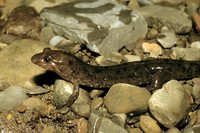 : Desmognathus fuscus; Northern Dusky Salamander