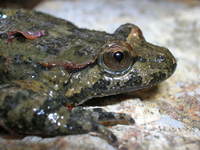 : Discoglossus sardus; Tyrrhenian Painted Frog