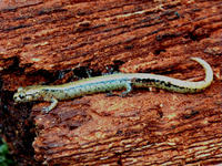 : Plethodon vehiculum; Western Red-backed Salamander